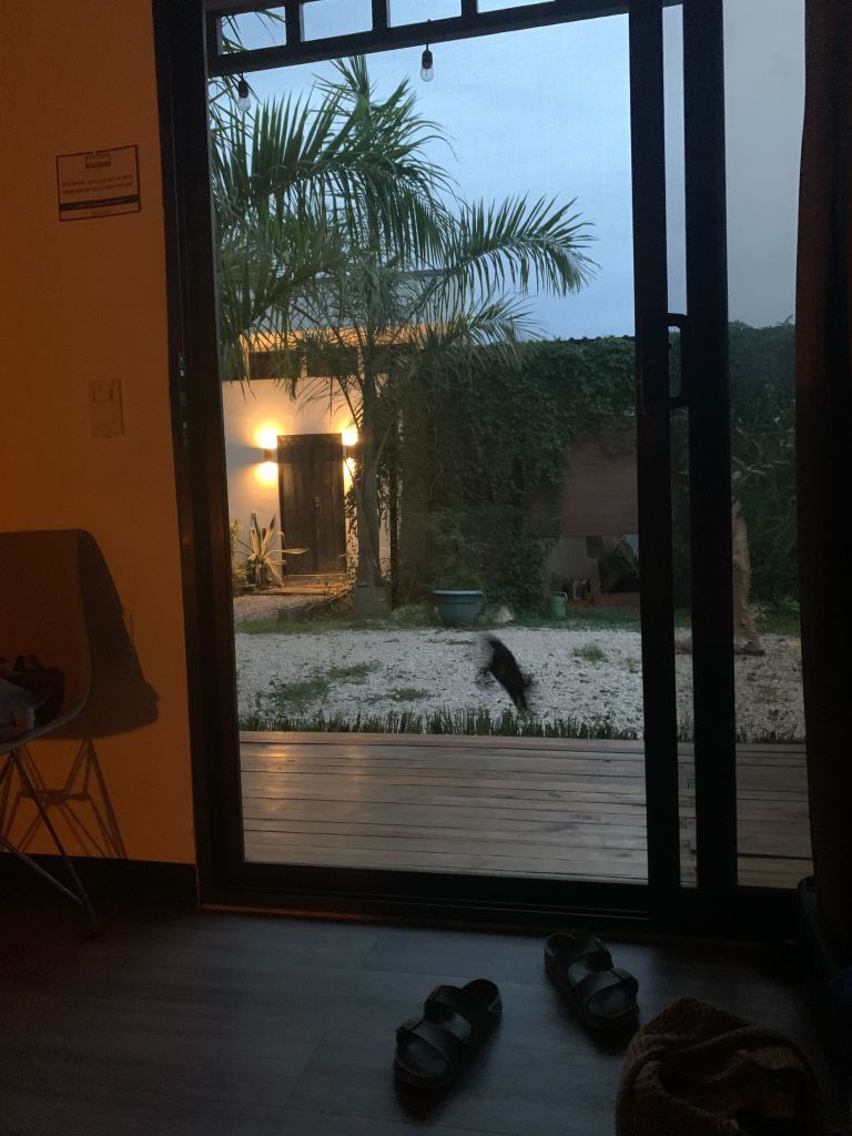 At the AirBnb, a cat visitor